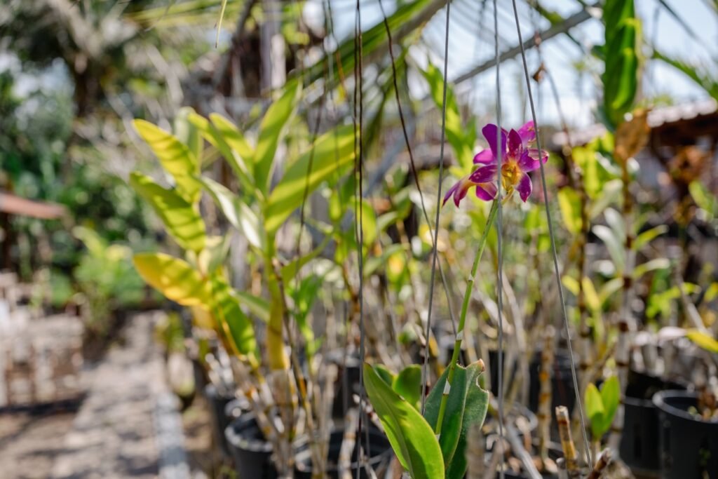 Pool Anggrek Sari Villa46